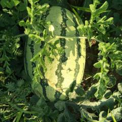 翁牛特旗金城5号大西瓜已临近开园