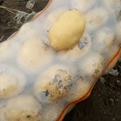 宁安市尤金885大量上市，皮毛亮，个头大，暑形好，色泽金黄口感好，要