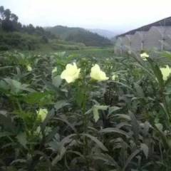 德兴市东东农业科技2000多亩黄秋葵