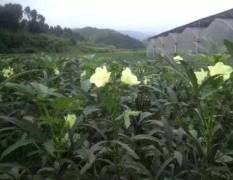 德兴市东东农业科技2000多亩黄秋葵