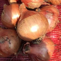 梨树洋葱 大量批发鬼子葱 质量好