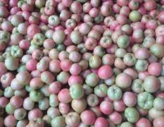 乐亭西红柿大量上市，三个月的供应时间
