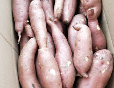 河北龙薯九号红薯将在八月中旬大量上市了