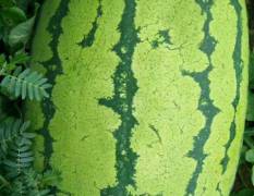 科尔沁西瓜采收季节每年7月一直持续到10月