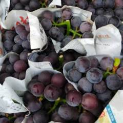 2018费县乒乓球葡萄熟了量大，串大棵粒均匀