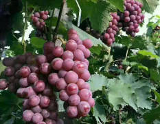 威县巨峰葡萄大量上市了，颗粒大