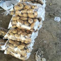 新民大白，荷兰，尤金大量上市！