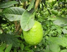 新平平甸乡无籽香水柠檬为台湾培育品种
