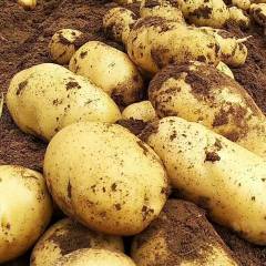 2018兴城土豆 本地荷兰十五土豆，中暑5号土豆