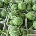 河南开封8424大量上市，货源充足