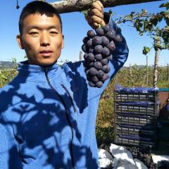 北宁巨峰葡萄，绿色无公害，价格合理优惠
