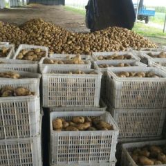 山东平度荷兰十五诚信经营，常年发货，保证质量，上车付款。