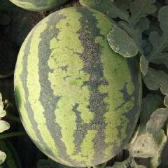 辽宁省锦州凌海这边陆地西瓜大面积下来了