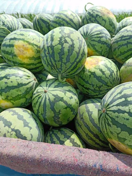 新民秋棚甜王地雷西瓜大量上市中