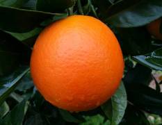 供湖南千思果树新品种基地晚熟甜橙千思5号香橙