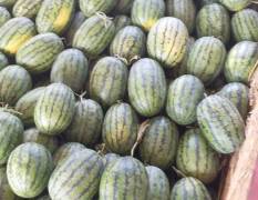 专业代办代收代发全国多个产区品种西瓜