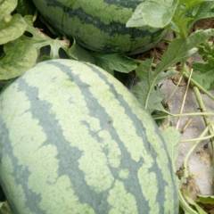 夏邑冠龙系列85亩无嫁接直播苗上市中