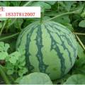 通许玉皇庙镇种植千亩西瓜，8424西瓜大量上市