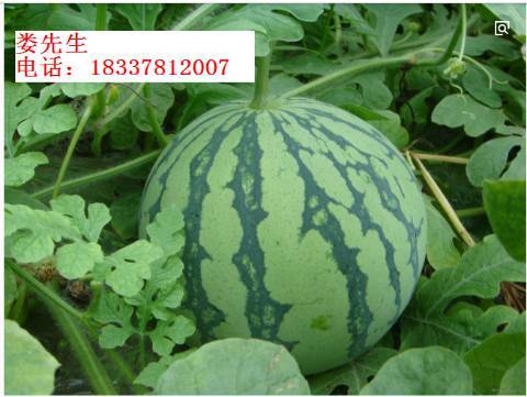 2018年河南通许8424西瓜价格