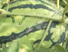 河南尉氏8424西瓜 今年量大无忧 上万亩不夸张