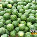 安徽濉溪甜王系列 本人自己家种了二十多亩