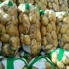 供应大量土豆 山东泗水土豆种植基地产地