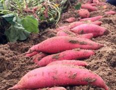 六鳌沙地红薯，红皮地瓜，大叶红，北京红大量