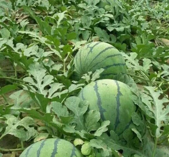 冠龙价格