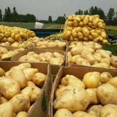 淮阳土豆自家种的，口感好，无青头