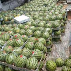 河南西瓜8424等品种已经大面积上市