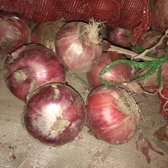 藁城洋葱冷库货成本价在五毛五到六毛五