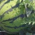 忻府西瓜皮色好，西瓜肉又脆又甜