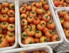 内蒙古喀喇沁旗齐达利西红柿欢迎合作