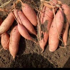 济薯26预售远销东三省，天津，北京新发地