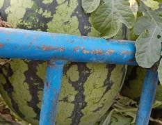 东明西瓜现在大量上市，品种有冠龙，京欣