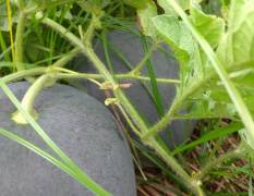 汉川中洲农场黑莲花黑皮无籽西瓜已大量上市