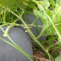 漢川中洲農場黑蓮花黑皮無籽西瓜已大量上市