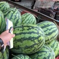 河南太康现在春光62西瓜已经大量上市
