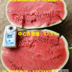 赤峰大棚圆瓜已经上市了