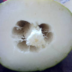 2018云梦冬瓜 本地白皮冬瓜大量上市