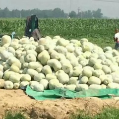 中牟冬瓜诚信合作 本人随时等待您的咨询。