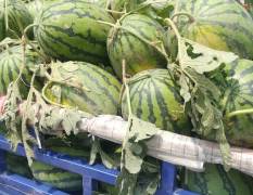 东明县的西瓜品种齐全，货源充足