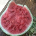 2018凤台种出来的瓜皮薄肉甜，口感极佳