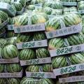 山东省东明县西瓜大量上市品种有新红宝