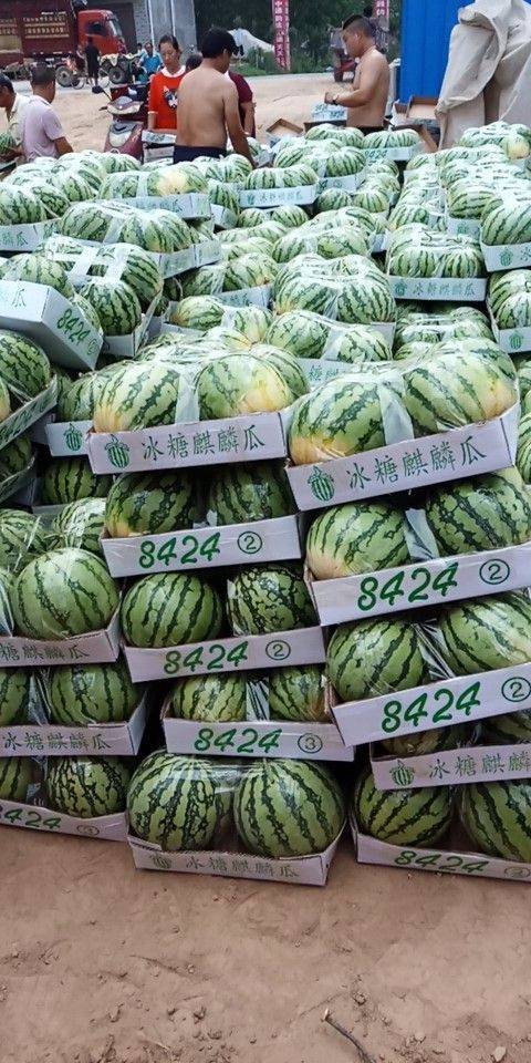新红宝价格