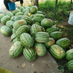 2018长安西瓜瓤红菜籽少，瓜圆味甜