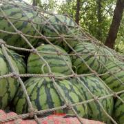 扶沟西瓜主要品种有8424 春光62 黑美人