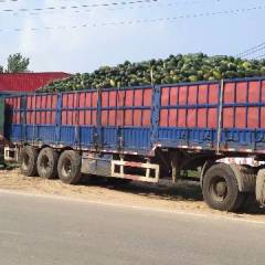 中牟县韩寺镇大型蔬菜基地，蔬菜品种多