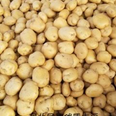 河北昌黎是5月至8月份是全国土豆的主要产区