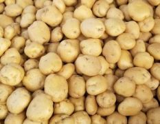 河北昌黎是5月至8月份是全国土豆的主要产区